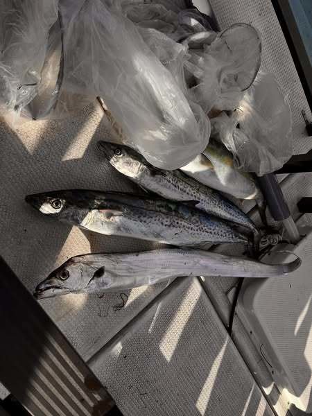 ブリ・サワラ・タチウオ