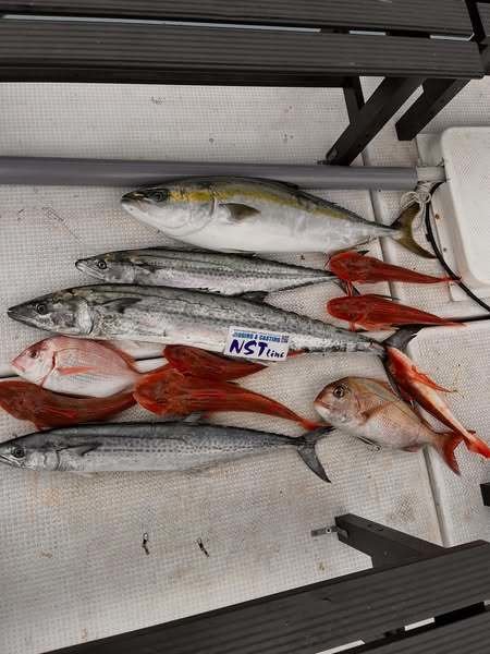 マダイ・ブリ・サワラ・ホウボウ