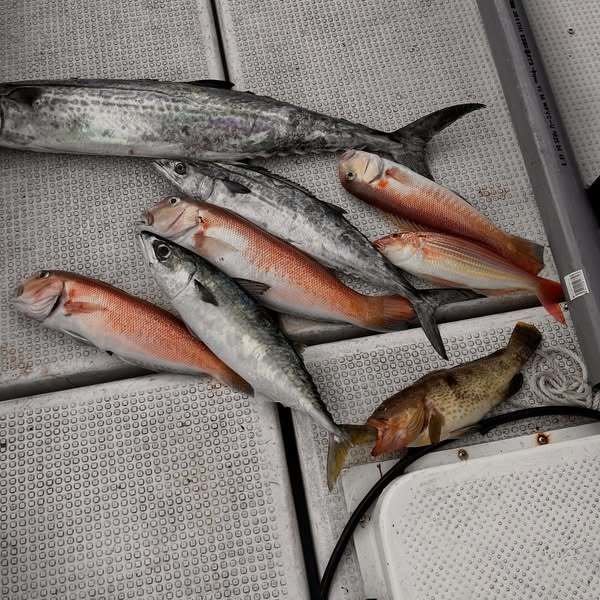 アオハタ・アマダイ(アカアマダイ)・イトヨリ(イトヨリダイ)・サバ(マサバ)・サワラ