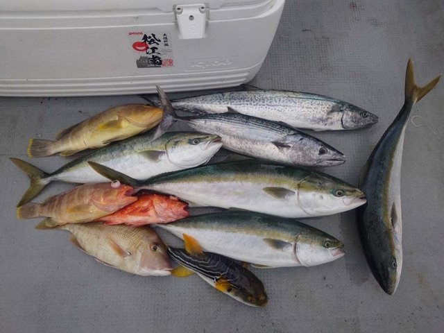 マダイ・アオハタ・ヤズ(ブリ)・ヒラマサ・ハガツオ・サワラ・ウッカリカサゴ・シマフグ