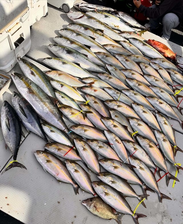 ヒラマサ・ネリゴ(カンパチ)・コシナガ