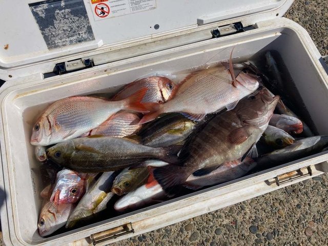 マダイ・ハナダイ(チダイ)・マハタ