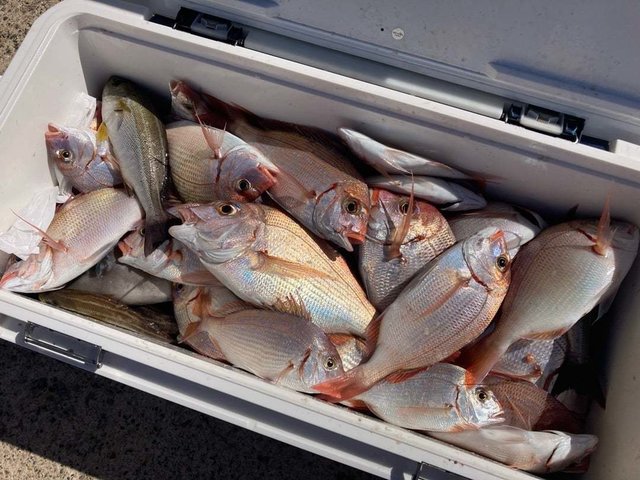 マダイ・イサキ