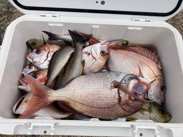 マダイ・ハナダイ(チダイ)・イサキ