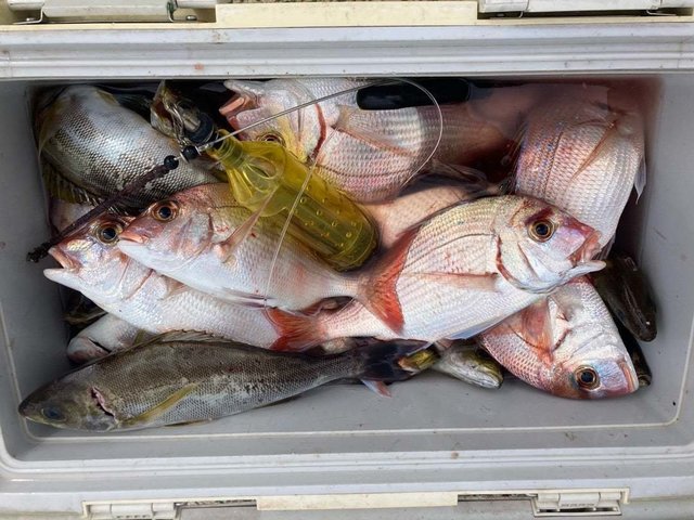 マダイ・ハナダイ(チダイ)・イサキ