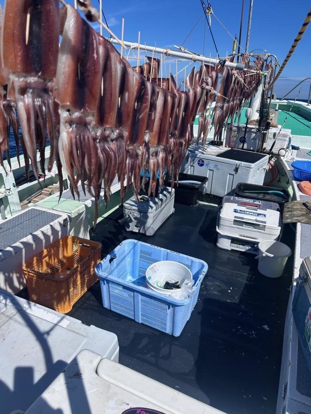 スルメ(スルメイカ)