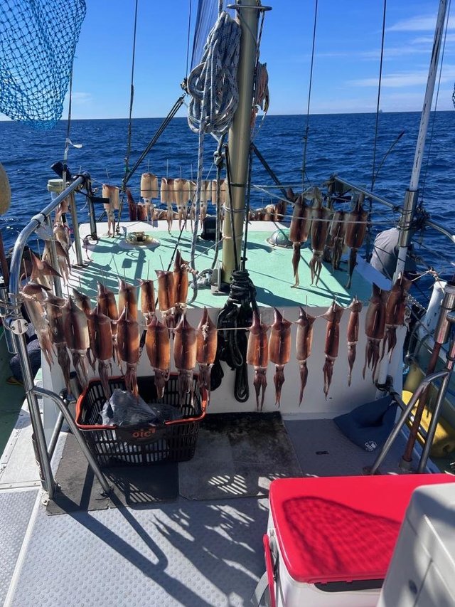 スルメ(スルメイカ)