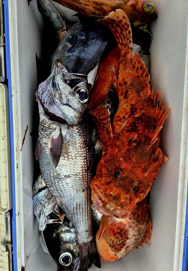 クロムツ・オニカサゴ