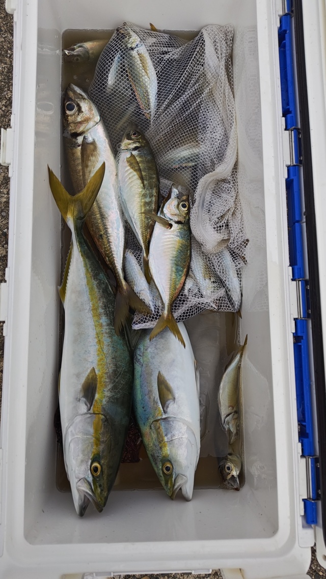 アジ(マアジ)・イナダ(ブリ)