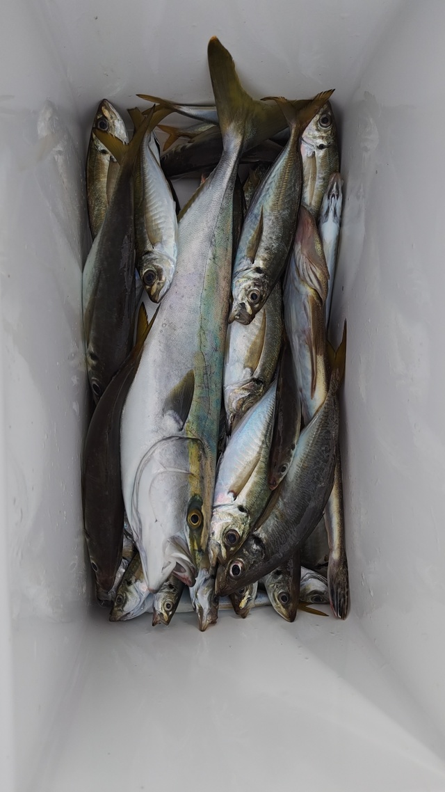 アジ(マアジ)・イナダ(ブリ)