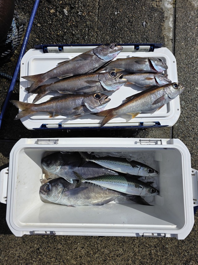 クロムツ・メダイ