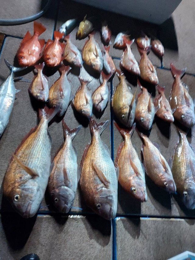 マダイ・アオハタ・キントキ(チカメキントキ)