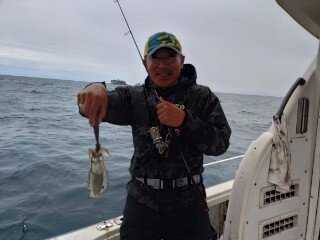 アオリ(アオリイカ)