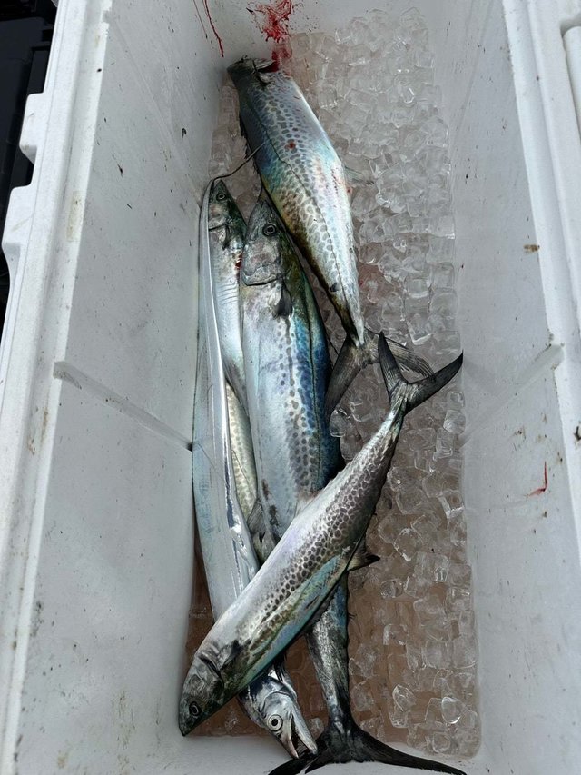 サワラ・サゴシ(サワラ)・タチウオ