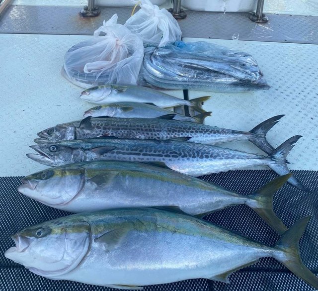 ブリ・サワラ・タチ(タチウオ)