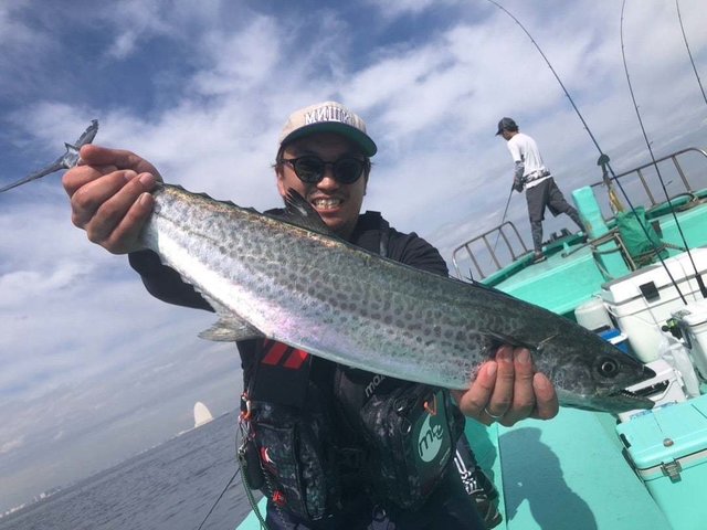 サゴシ(サワラ)