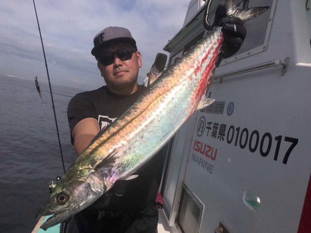 サゴシ(サワラ)