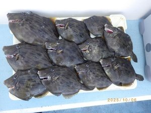 カワハギ