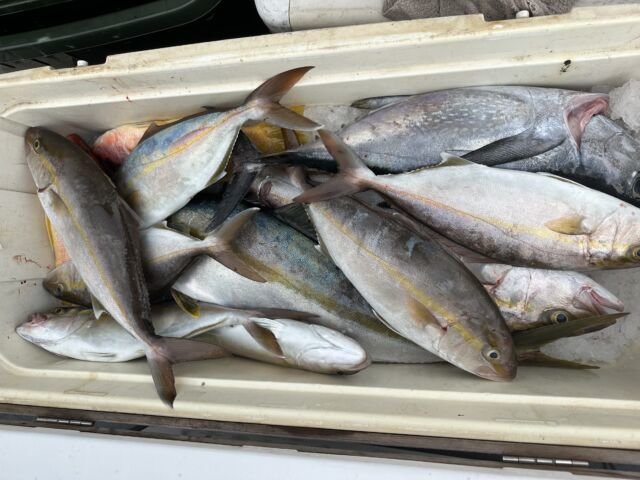 ハマチ(ブリ)・カンパチ