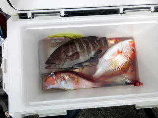 レンコダイ(キダイ)・マハタ・アマダイ(アカアマダイ)