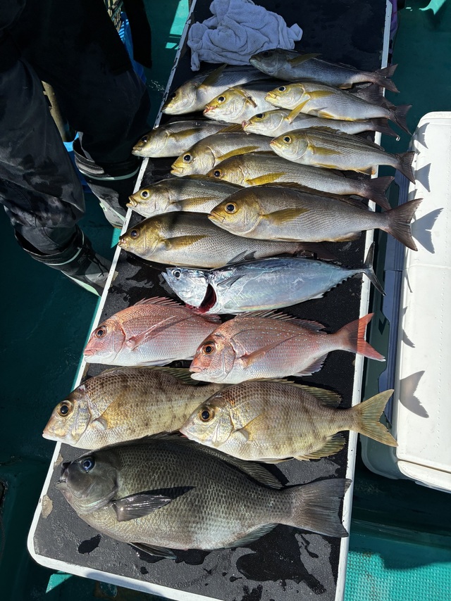 マダイ・グレ(メジナ)・メイチダイ