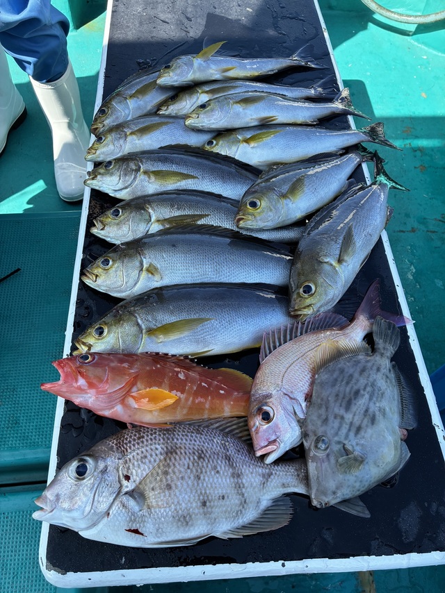 マダイ・メイチダイ