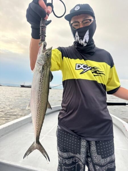 サゴシ(サワラ)