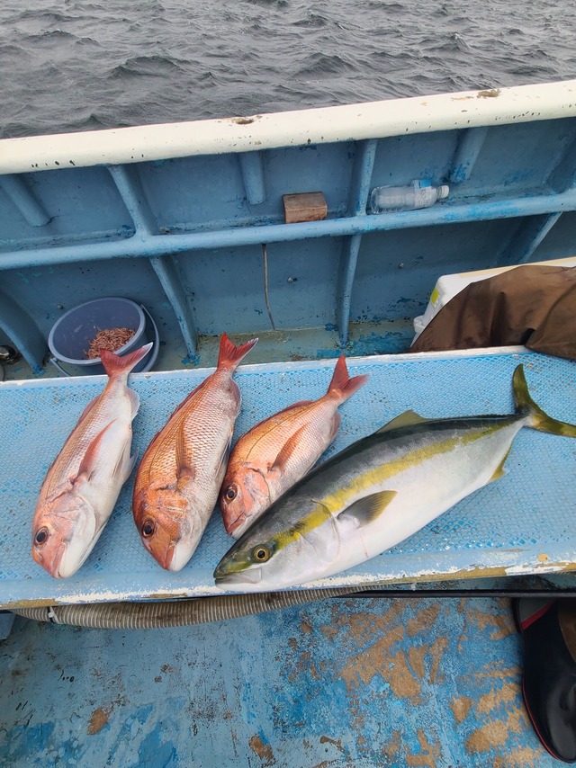 マダイ・ワラサ(ブリ)