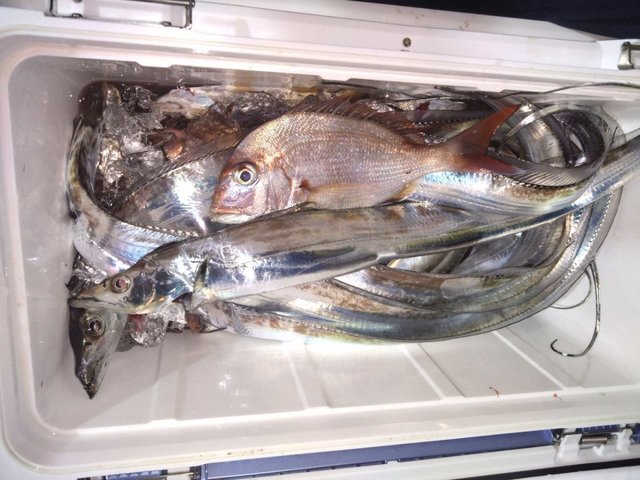 マダイ・タチ(タチウオ)