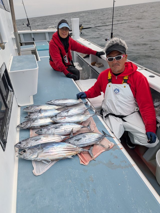 ホンガツオ(カツオ)