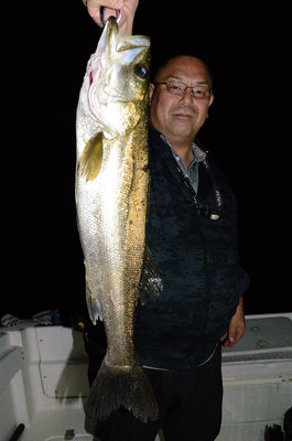 シーバス(スズキ)