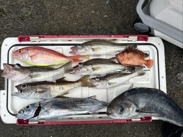 アラ・イトヨリ(イトヨリダイ)・チカメキントキ・クロムツ・メダイ