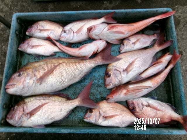 マダイ・ホウボウ