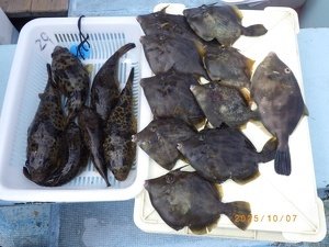 カワハギ