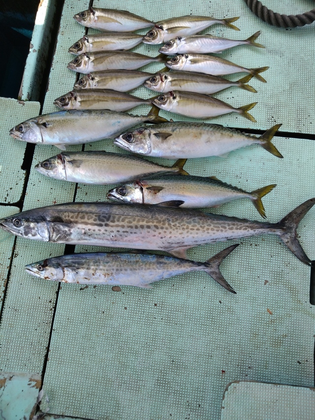 アジ(マアジ)・サバ(マサバ)・サワラ・サゴシ(サワラ)