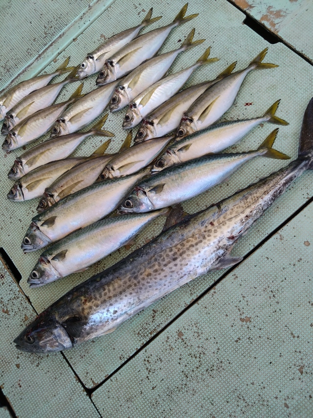 アジ(マアジ)・サバ(マサバ)・サワラ