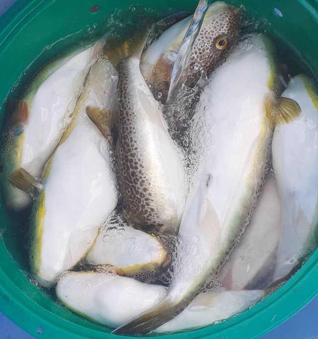 ショウサイフグ