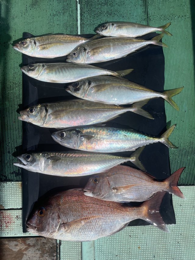 マダイ・マアジ・マサバ