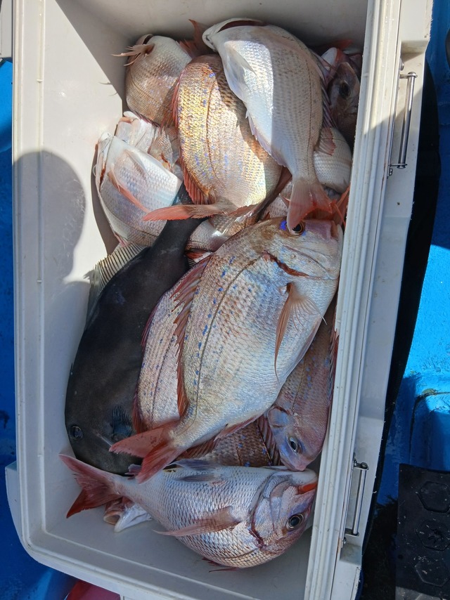 ハナダイ(チダイ)