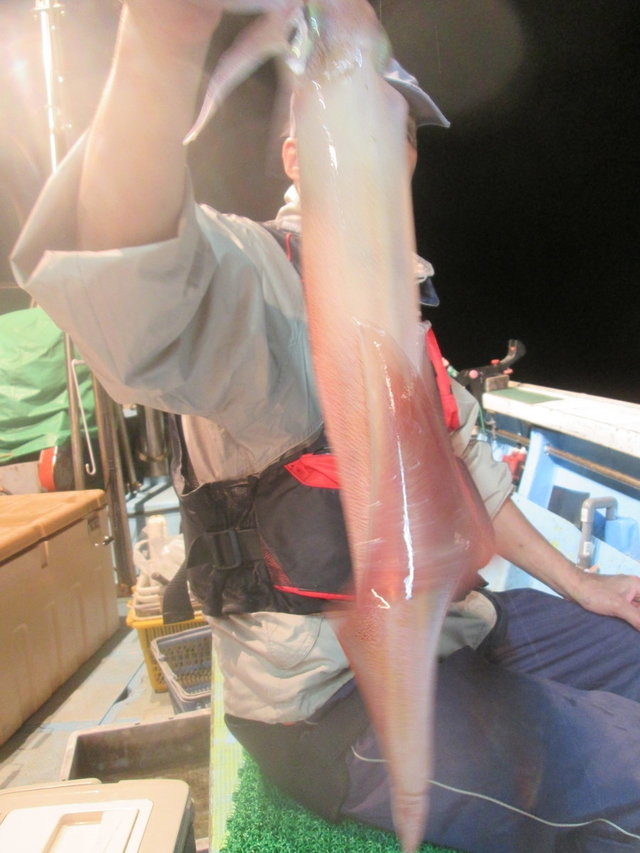 マイカ(ケンサキイカ)