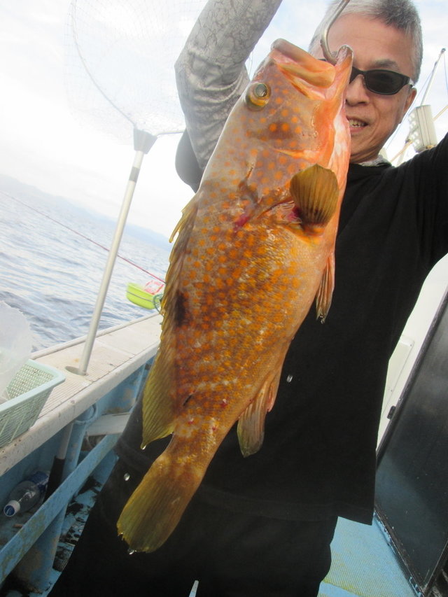 アコウ(キジハタ)