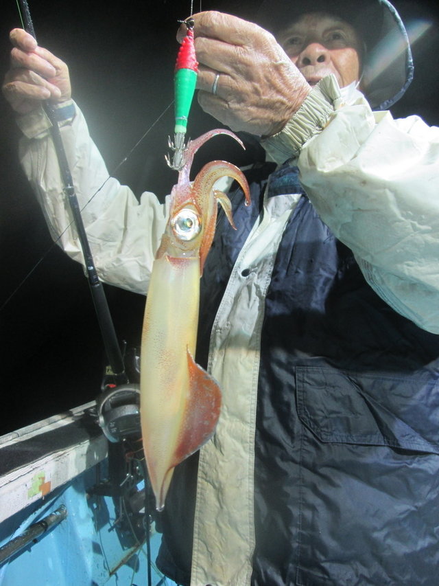 マイカ(ケンサキイカ)