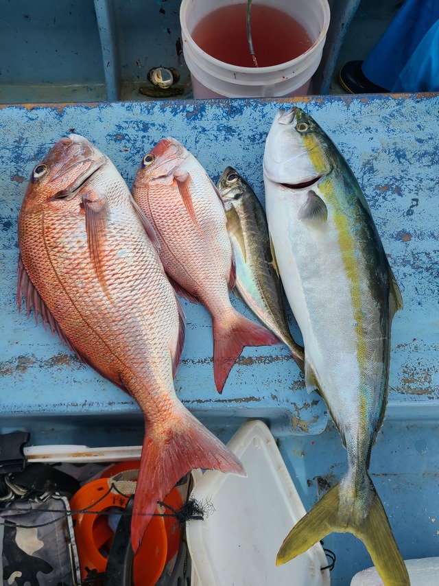 マダイ・ワラサ(ブリ)