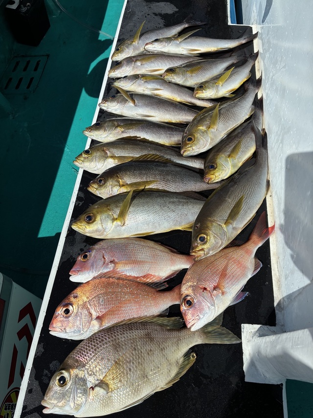 マダイ・メイチダイ