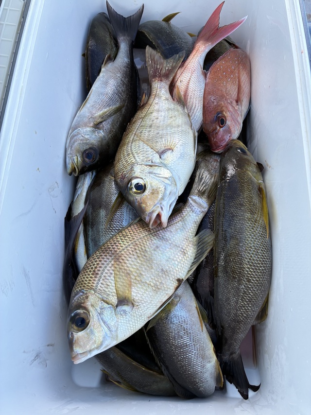 マダイ・メイチダイ