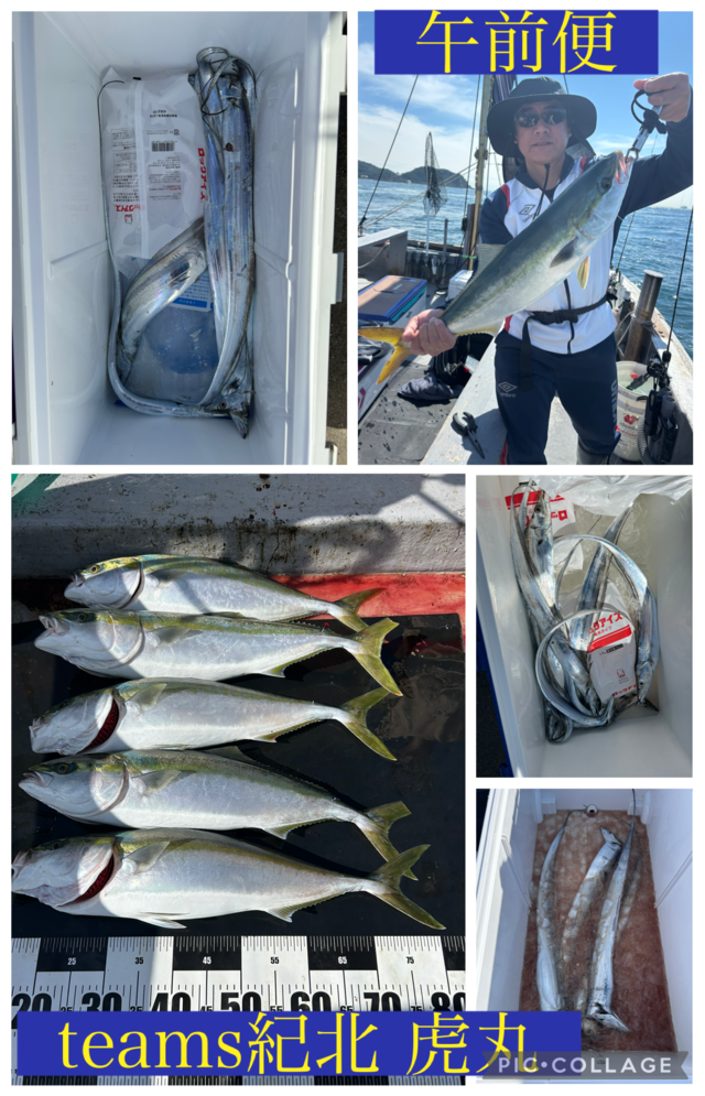 メジロ(ブリ)・タチウオ