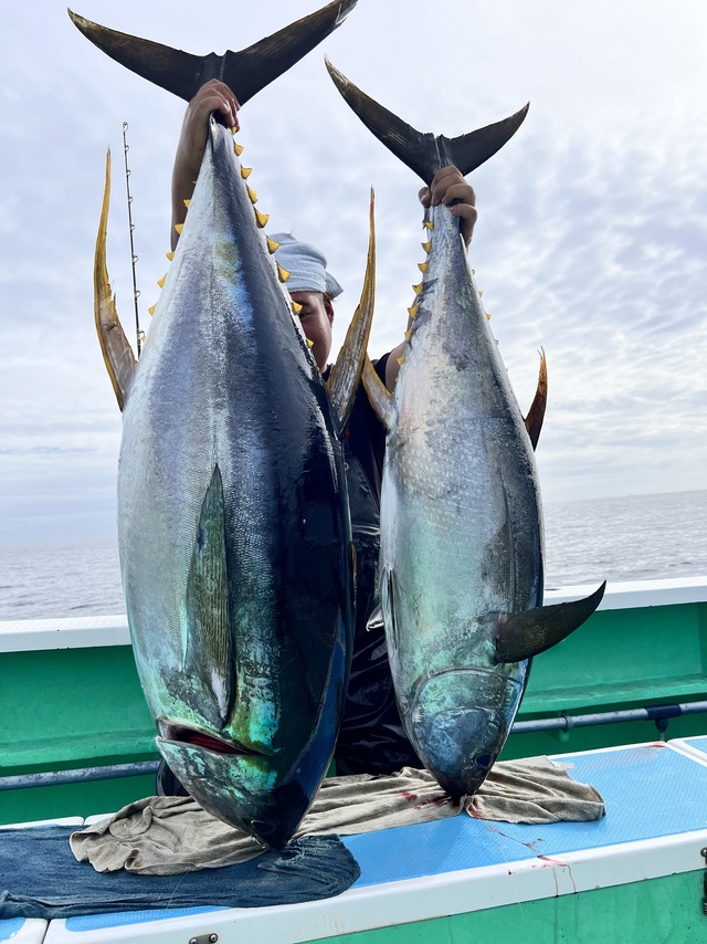 マグロ(キハダ)