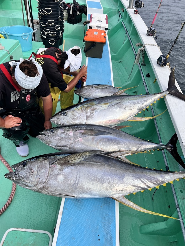 マグロ(キハダ)