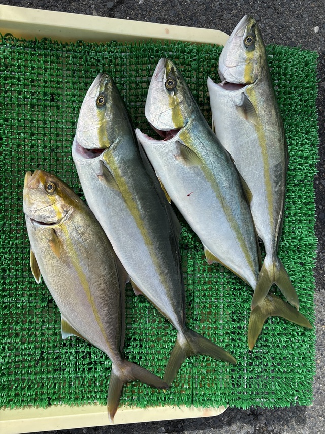 イナダ(ブリ)・カンパチ