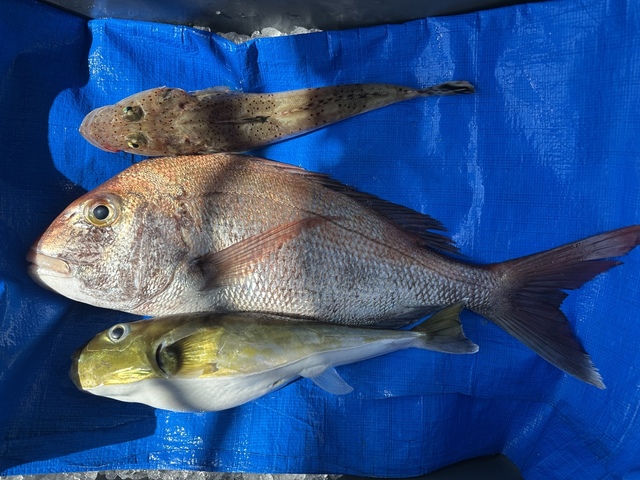 マダイ・サバフグ(シロサバフグ)